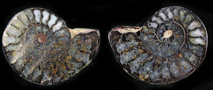 Iron Replaced Ammonite Fossil Pair #27510